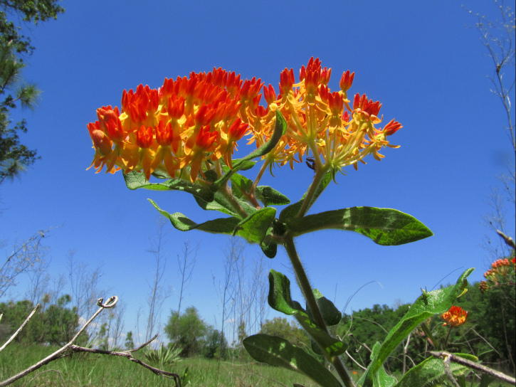 milkweed Apr 02 2012.jpg