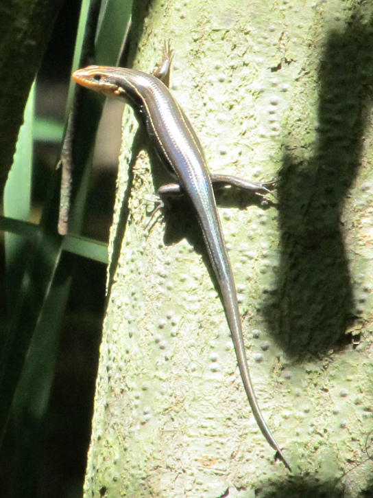 Five-lined Skink Apr 27 2012.jpg