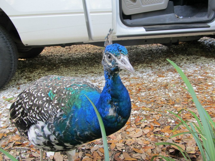 peacock Apr 23 2012.jpg