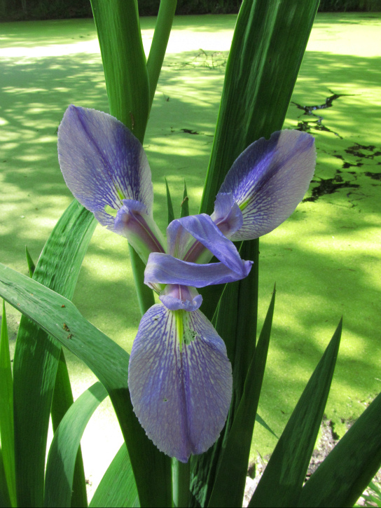 Mar 12 2012 03.jpg