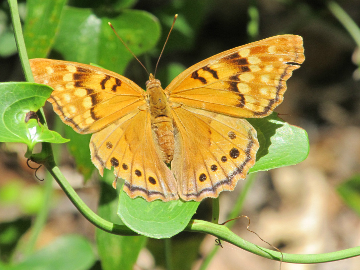 Tawny Emperor female Apr 27 2012.jpg