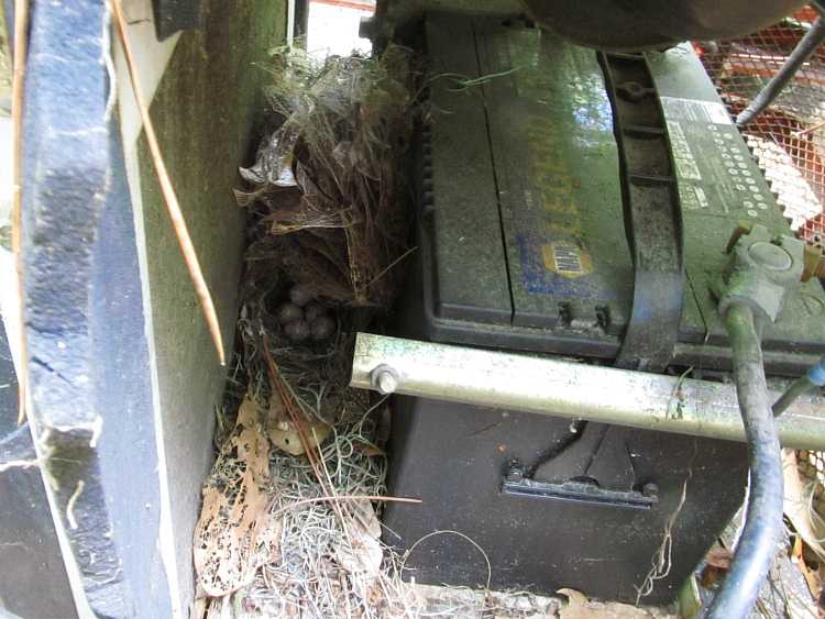 wren nest on tractor Mar 30 2012.jpg