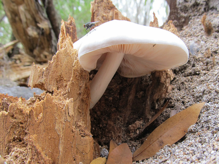 flyshroom Feb 03 2012.jpg
