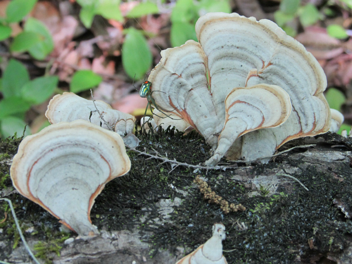 bracket fungi with orchard spider Apr 27 2012.jpg