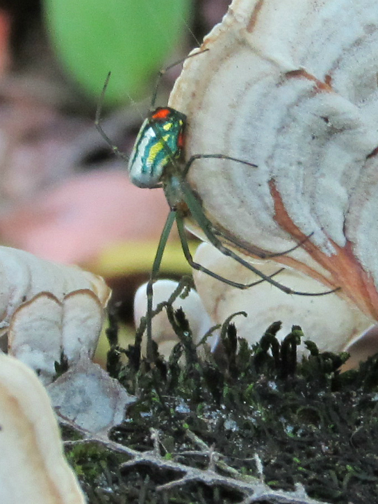 Orchard Spider on fungus Apr 27 2012.jpg