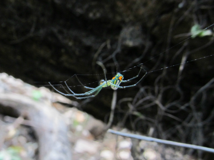 orchard Mar 07 2012 04.jpg