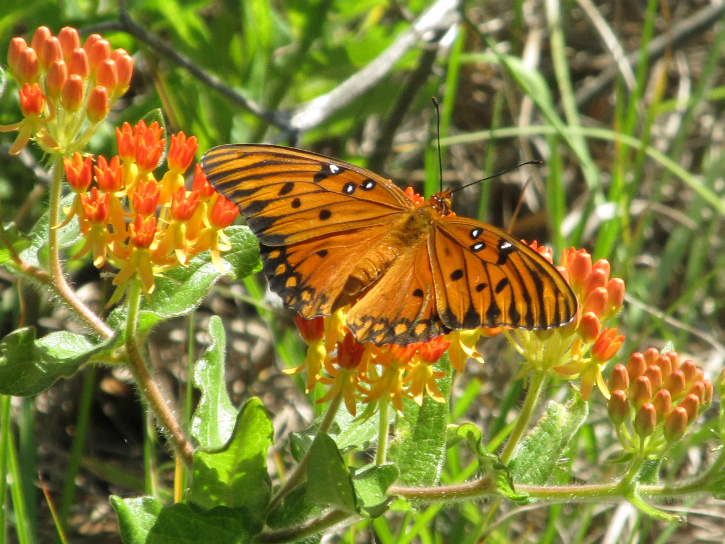 Gulf Fritillary Apr 03 2012.jpg