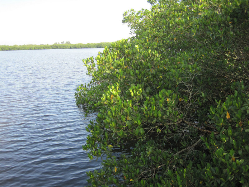 estuary 04.jpg