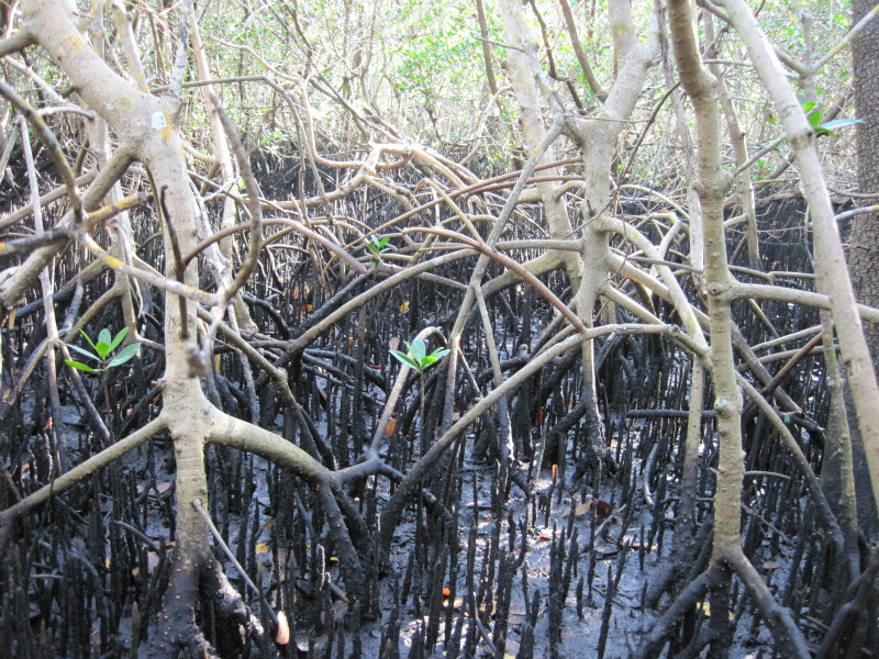 estuary 10.jpg