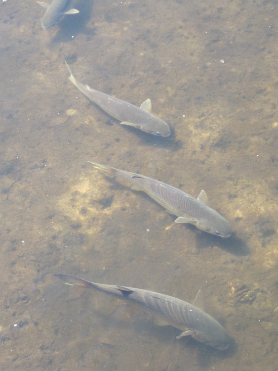 estuary 17.jpg
