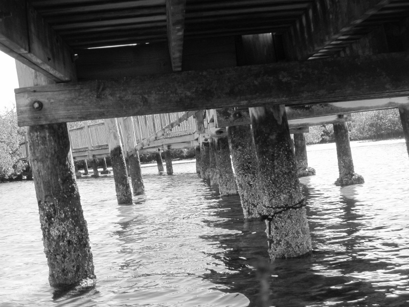 estuary 29.jpg
