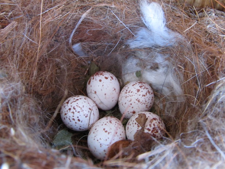 Box #9 titmouse Apr 30 2012.jpg