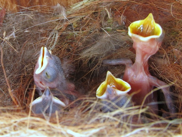 Box #12 Bluebirds Apr 30 2012.jpg