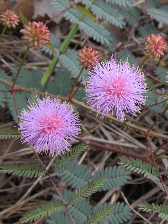 Sensitive Briar May 04 2012.jpg