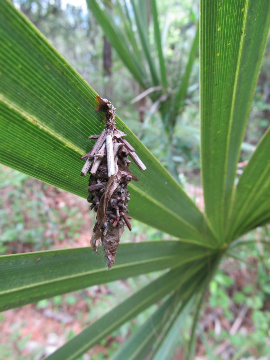 Bagworm May 03 2012.jpg