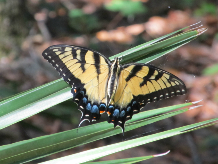 Eastern Tiger Swallowtail May 21 2012.jpg