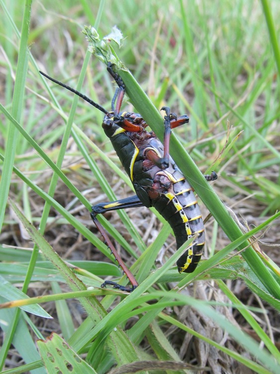 lubber May 09 2012.jpg
