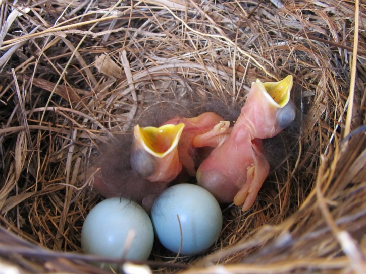 Box #13 Bluebirds Apr 30 2012.jpg