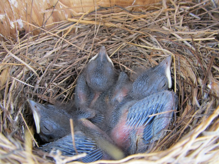 Bluebird Box 13 May 07 2012.jpg