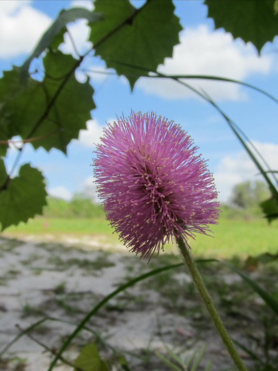 Mimosa May 03 2012 01.jpg