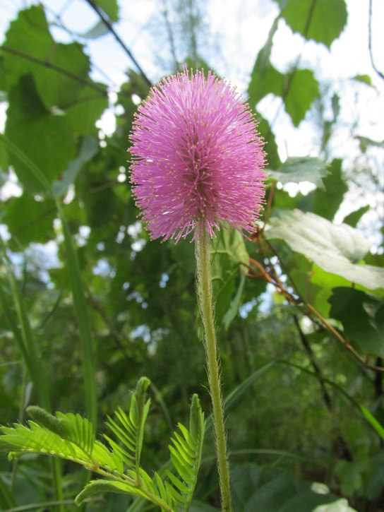 Mimosa May 03 2012 02.jpg