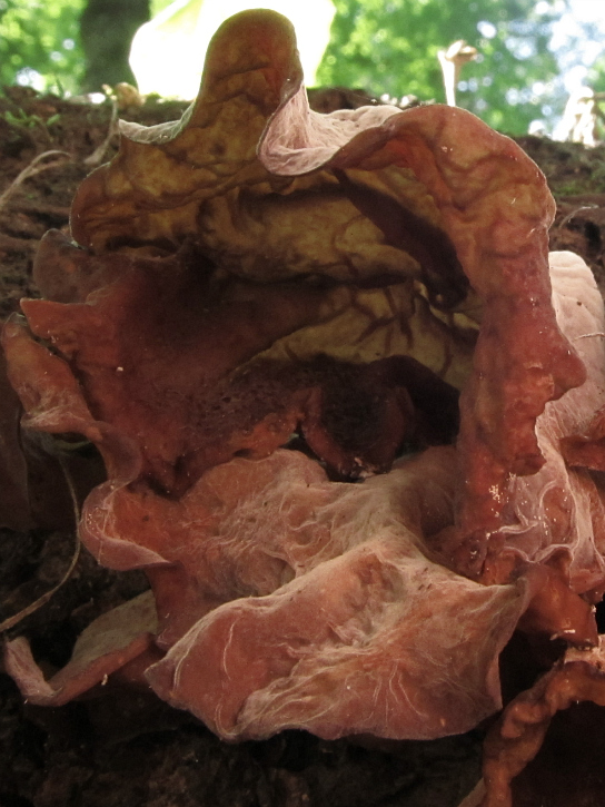 auricula Apr 18 2012 01.jpg