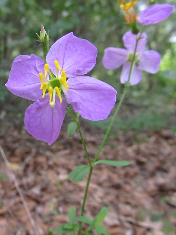 Meadow Beauty May 03 2012.jpg