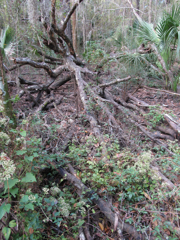 Rattlesnake Nov 21 2012 001.jpg