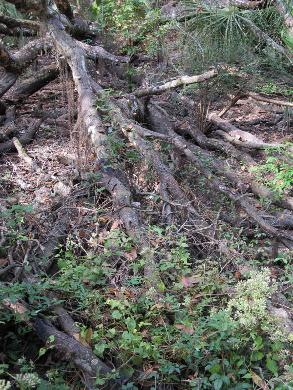 Rattlesnake Nov 21 2012 002.jpg