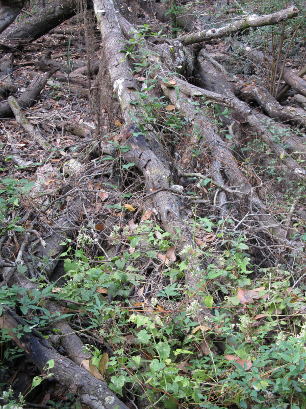 Rattlesnake Nov 21 2012 003.jpg
