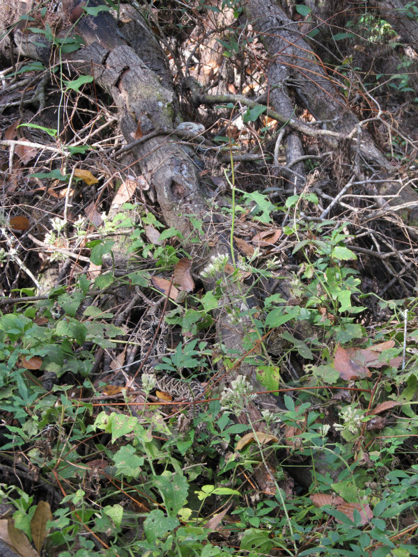 Rattlesnake Nov 21 2012 004.jpg