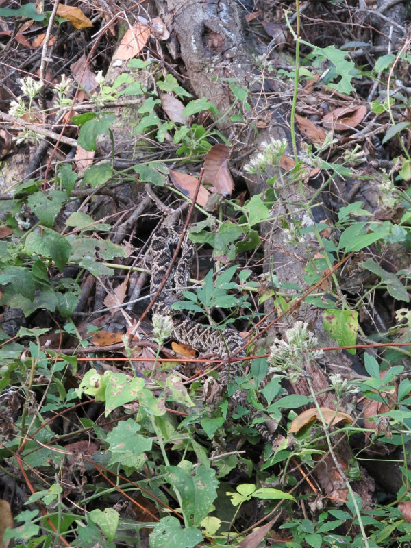 Rattlesnake Nov 21 2012 005.jpg
