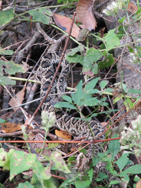 Rattlesnake Nov 21 2012 006.jpg