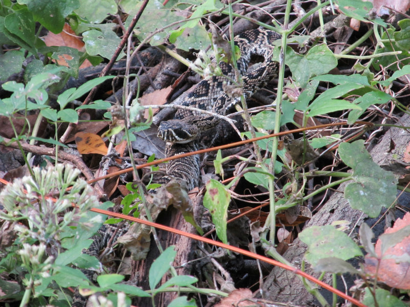 Rattlesnake Nov 21 2012 007.jpg