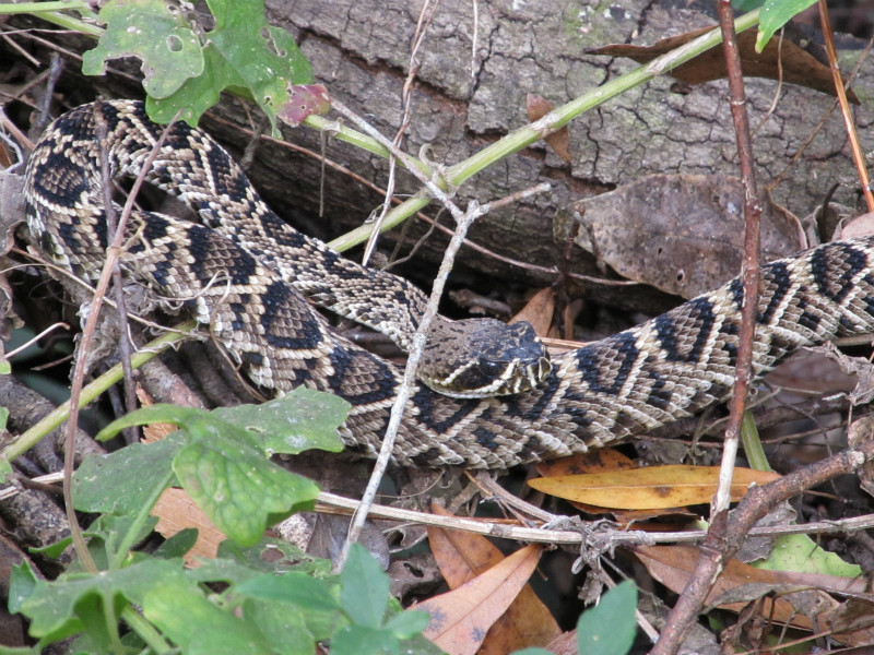Rattlesnake Nov 21 2012 008.jpg