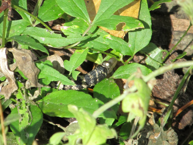 Rattlesnake Nov 21 2012 009.jpg