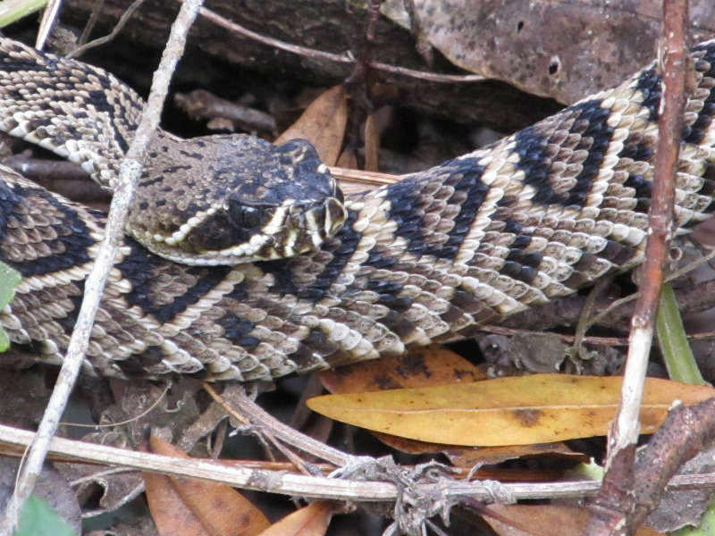 Rattlesnake Nov 21 2012 010.jpg