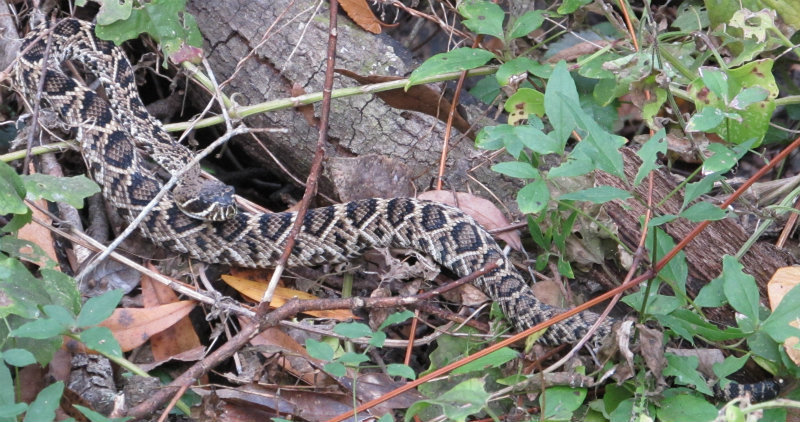 Rattlesnake Nov 21 2012 011.jpg