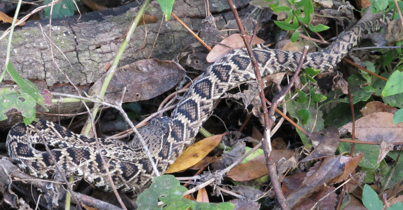 Rattlesnake Nov 21 2012 012.jpg