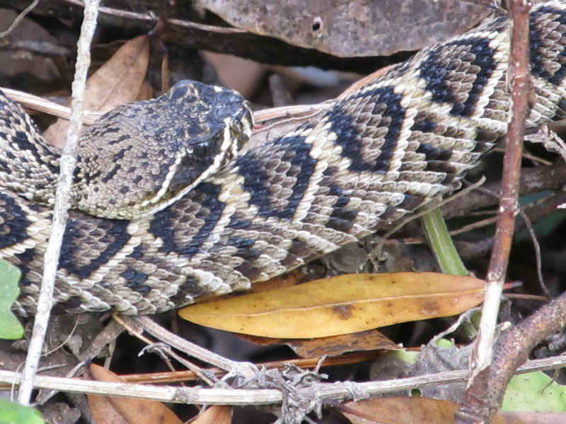 Rattlesnake Nov 21 2012 013.jpg