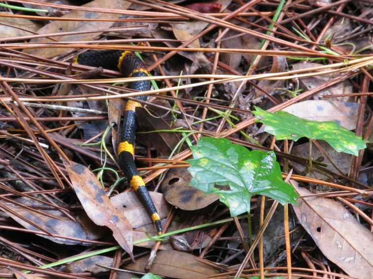 Coral Snake Tail Oct 01 2012.jpg