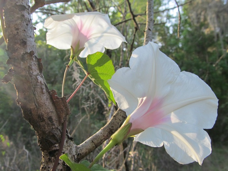 May 10 2012 005.jpg