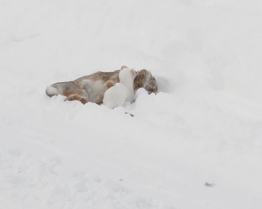 ermine.jpg