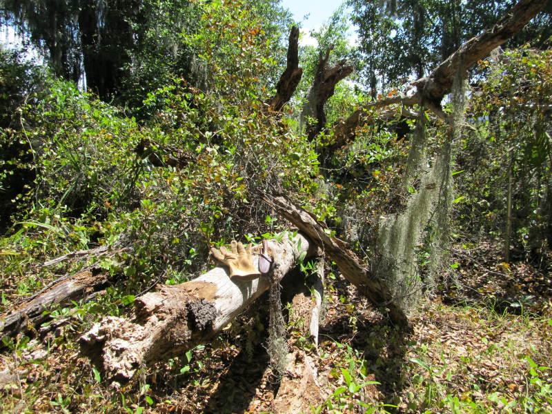 tree work 01.jpg