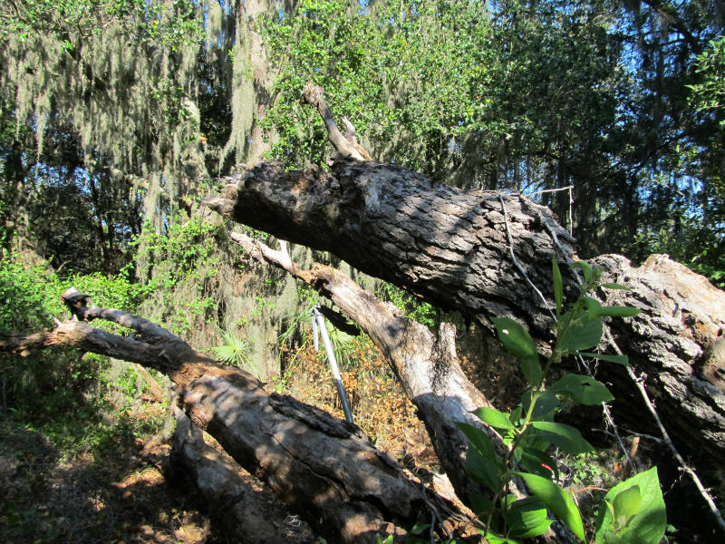 tree work 02.jpg