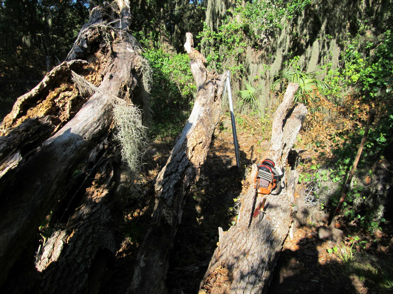 tree work 03.jpg