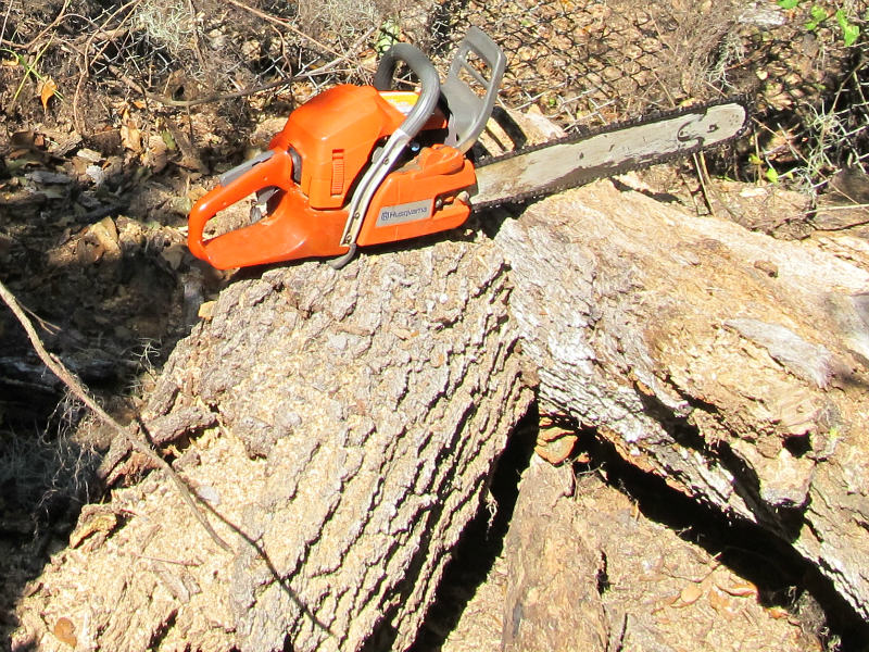 tree work 04.jpg