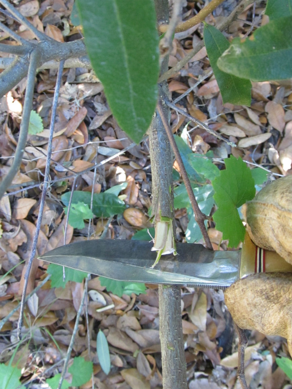 tree work 12.jpg