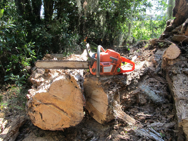 tree work 15.jpg