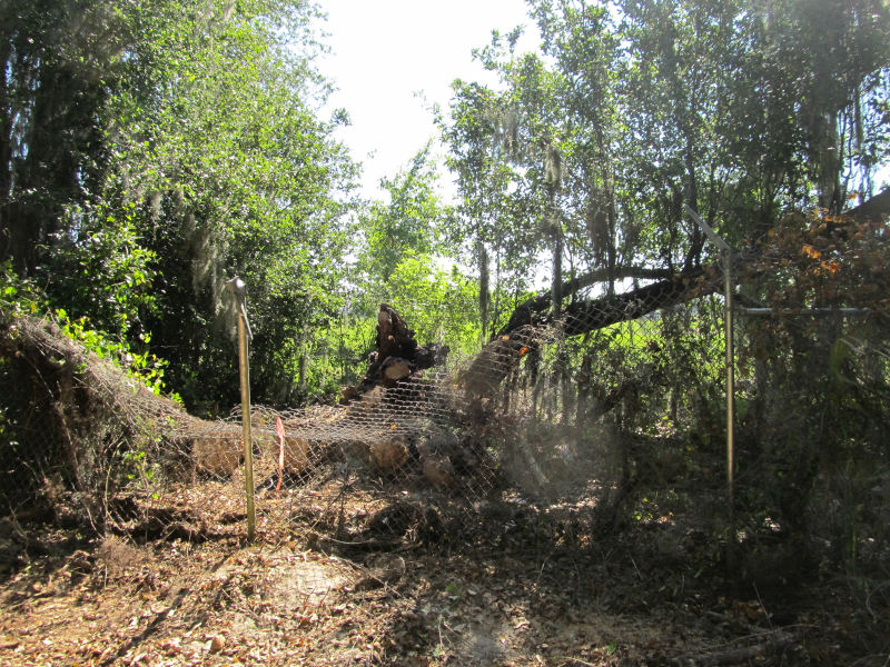 tree work 17.jpg